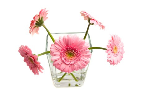 flowers-1363340-1599x1066